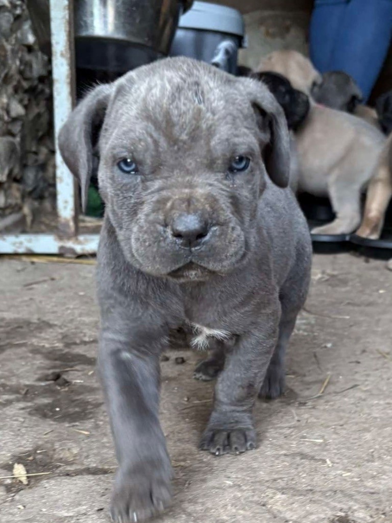 Du Domaine De La Voie Romaine - Chiots disponibles - Cane Corso