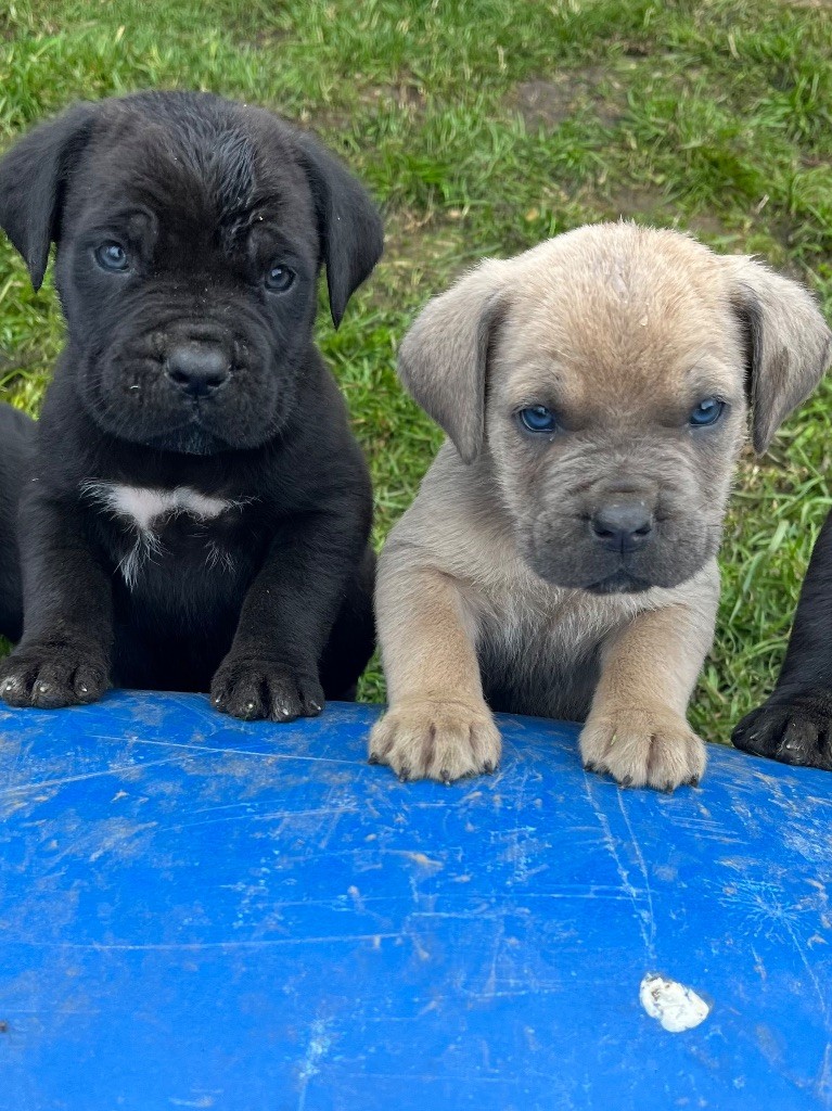 Du Domaine De La Voie Romaine - Chiots disponibles - Cane Corso