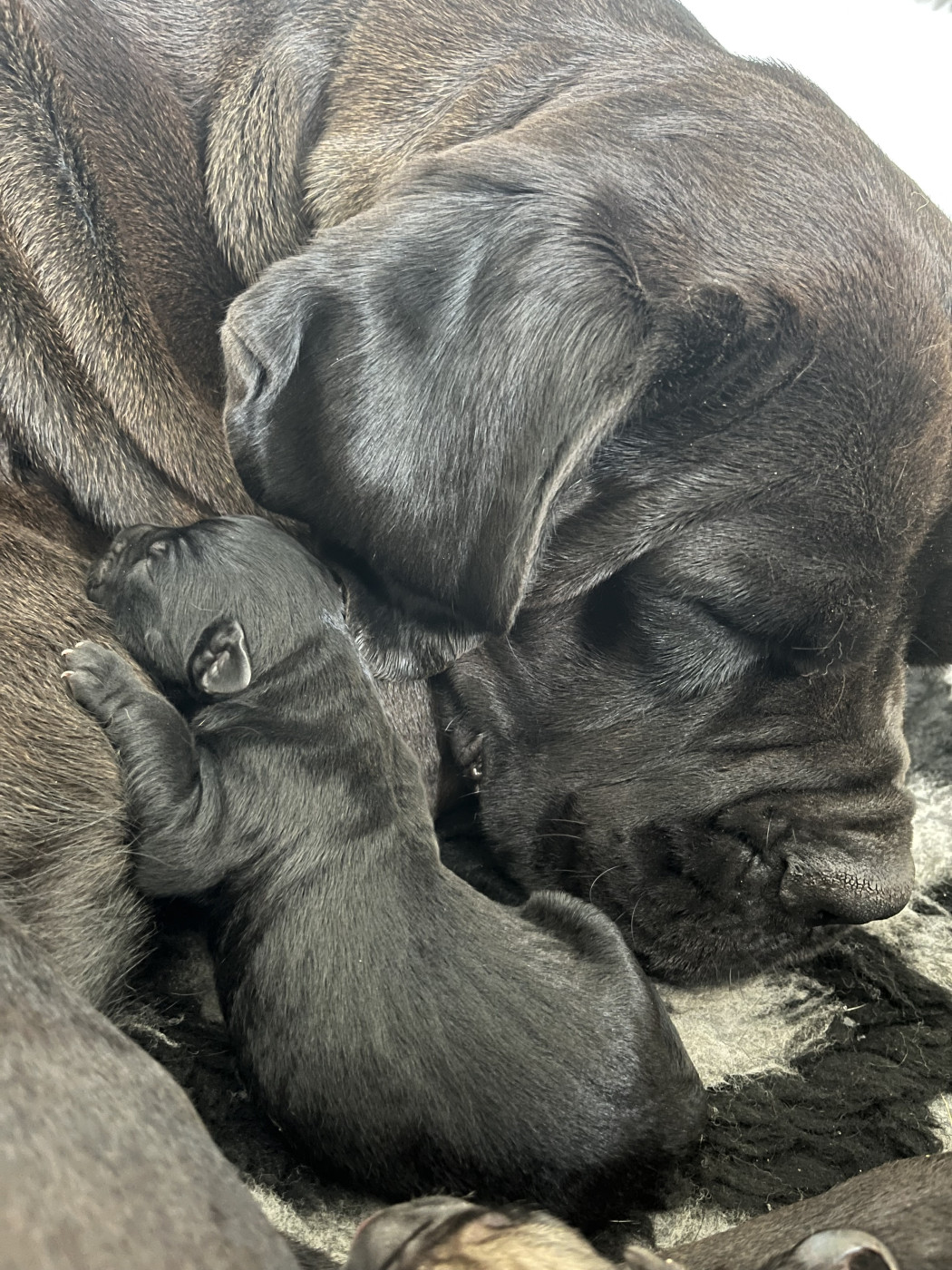 Du Domaine De La Voie Romaine - Chiots disponibles - Cane Corso
