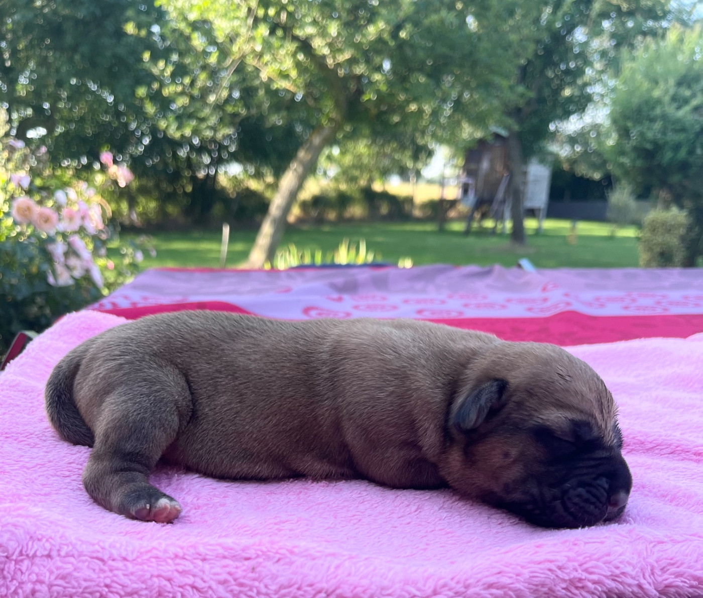 Du Domaine De La Voie Romaine - Chiots disponibles - Cane Corso