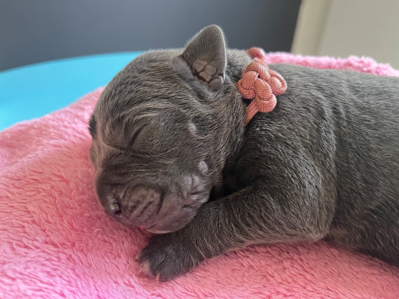 Du Domaine De La Voie Romaine - Cane Corso - Portée née le 15/06/2026