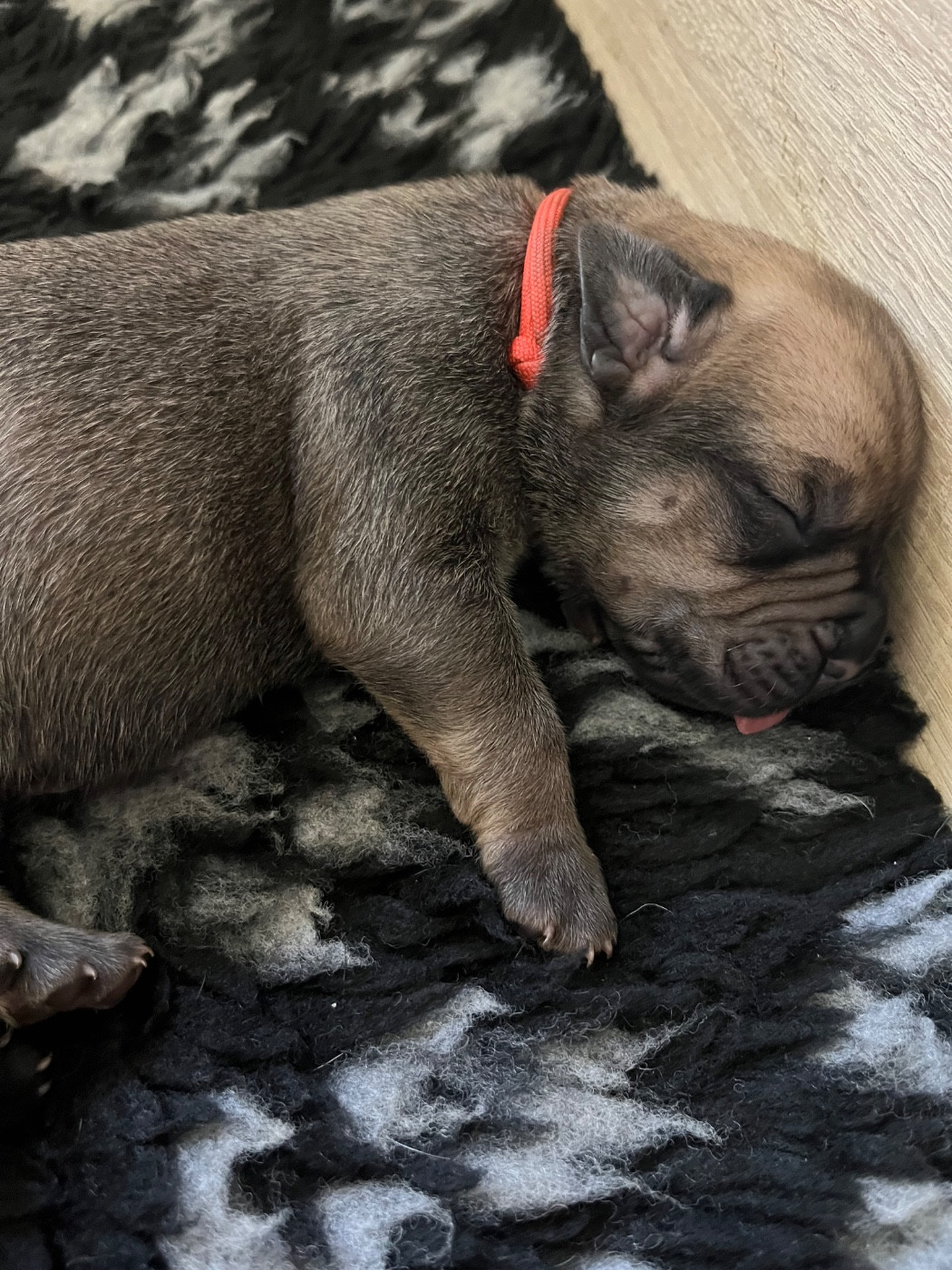 Du Domaine De La Voie Romaine - Chiots disponibles - Cane Corso