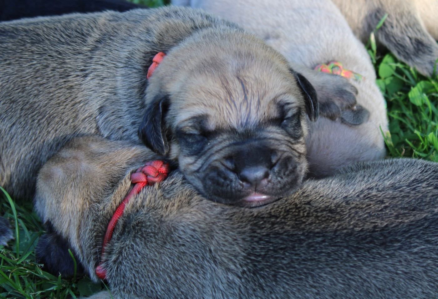 Du Domaine De La Voie Romaine - Chiots disponibles - Cane Corso