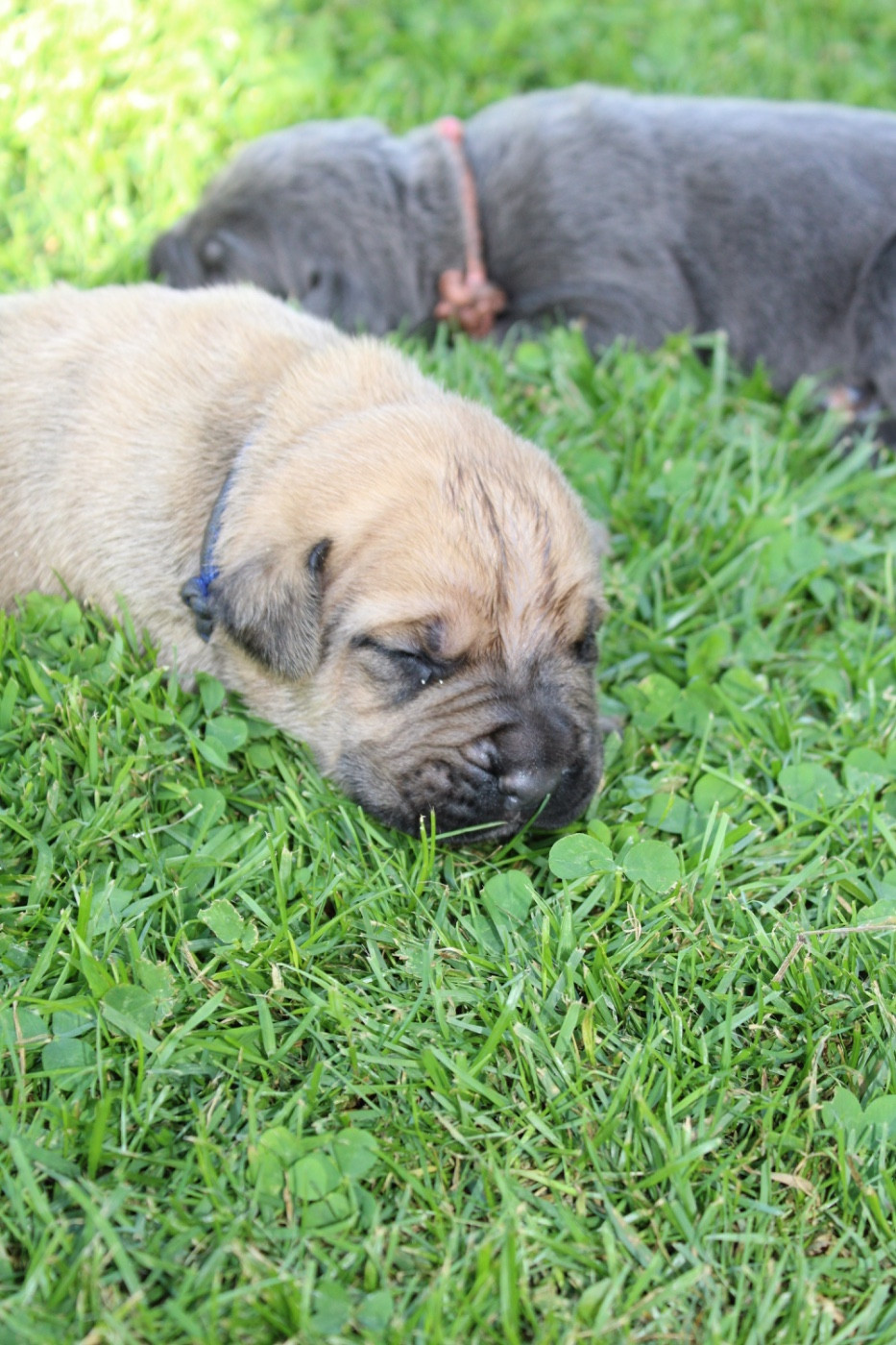 Du Domaine De La Voie Romaine - Chiots disponibles - Cane Corso