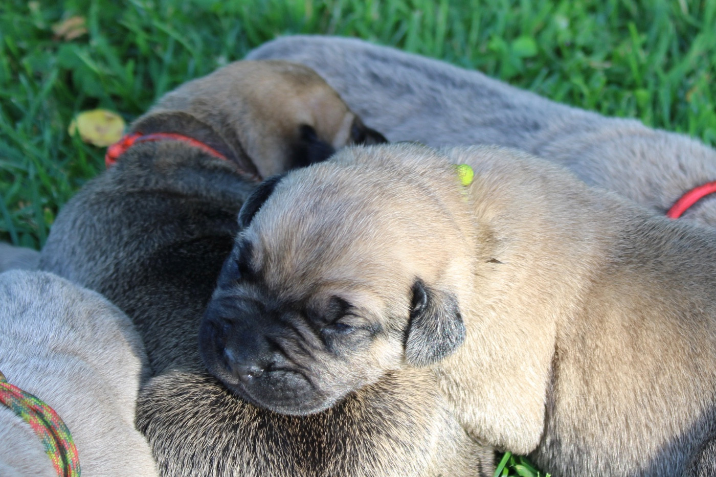 Du Domaine De La Voie Romaine - Chiots disponibles - Cane Corso