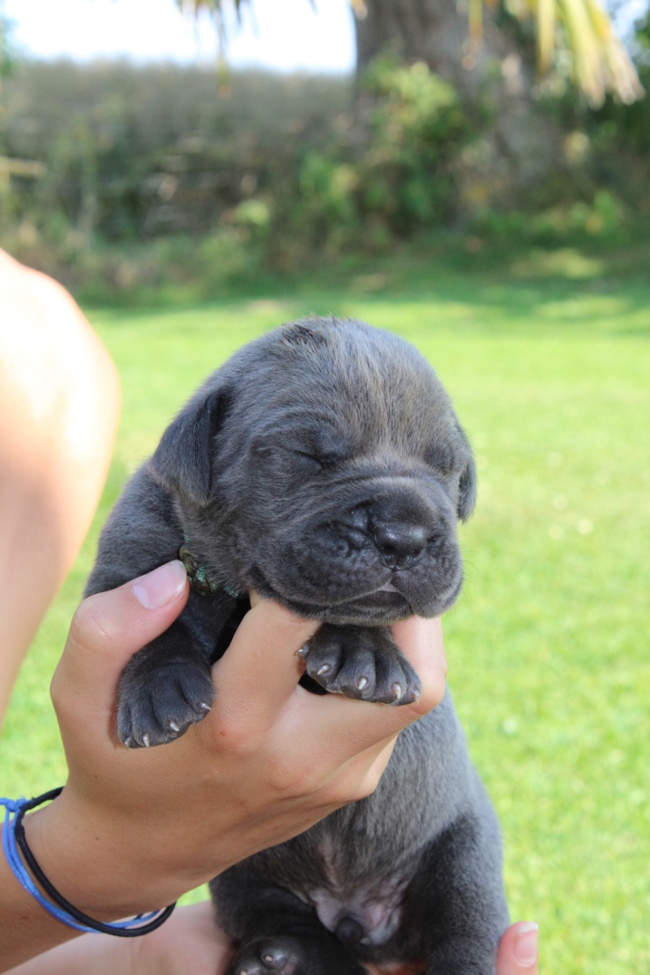 Du Domaine De La Voie Romaine - Chiots disponibles - Cane Corso