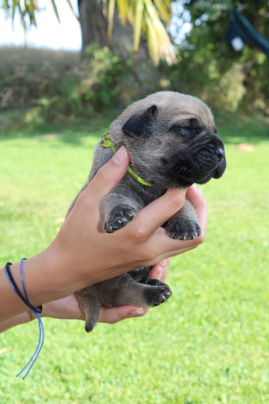 Du Domaine De La Voie Romaine - Chiots disponibles - Cane Corso