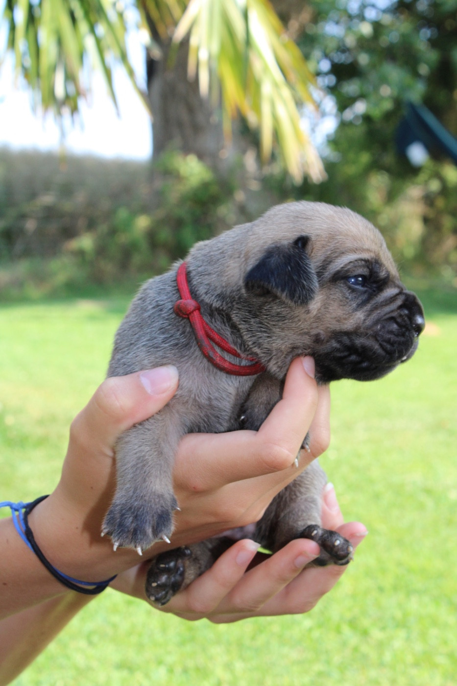 Du Domaine De La Voie Romaine - Chiots disponibles - Cane Corso