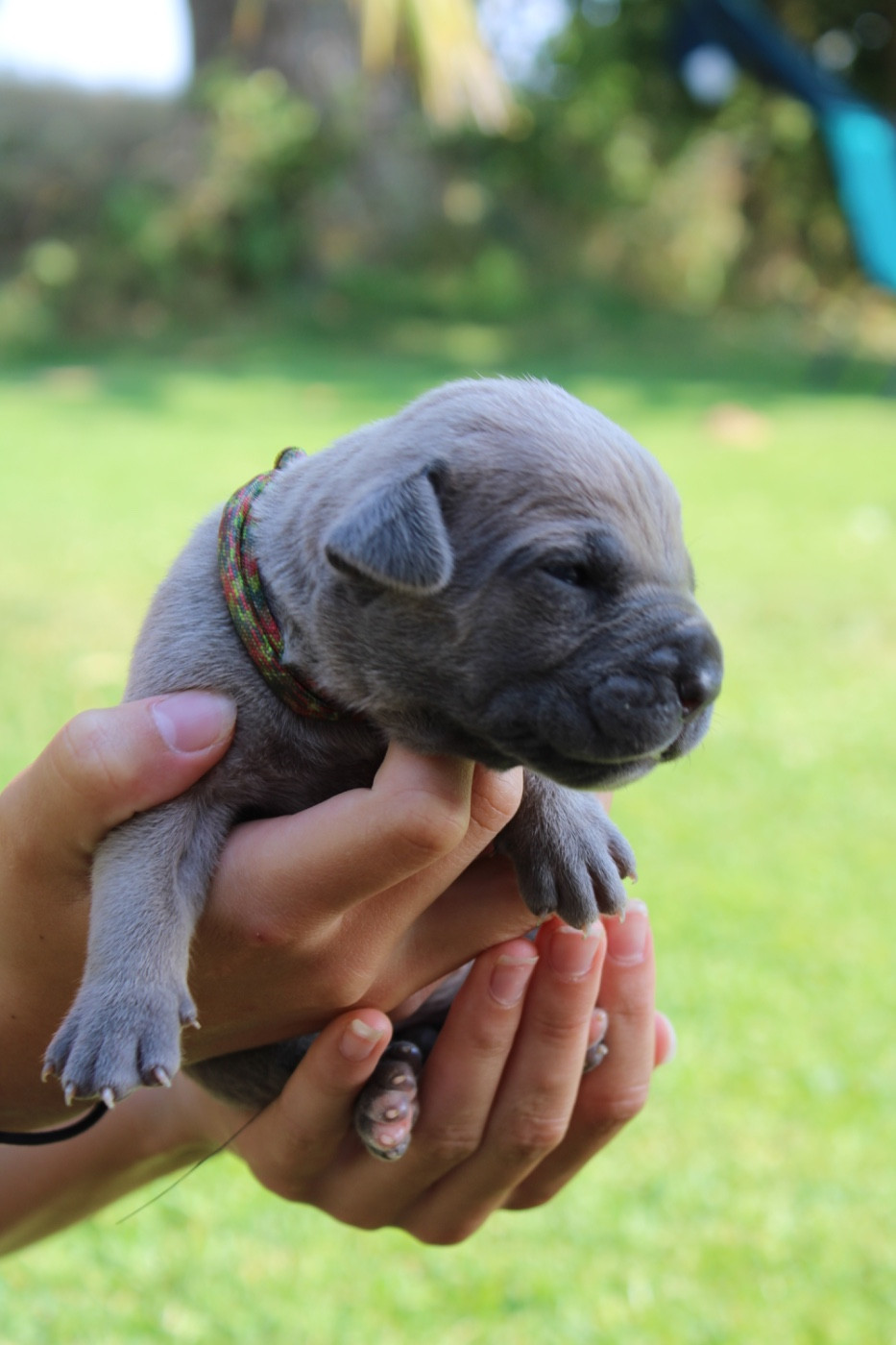 Du Domaine De La Voie Romaine - Chiots disponibles - Cane Corso