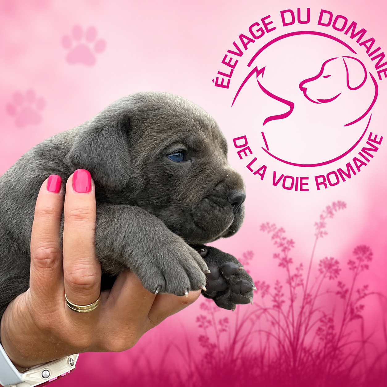 Chiot Cane Corso Du Domaine De La Voie Romaine