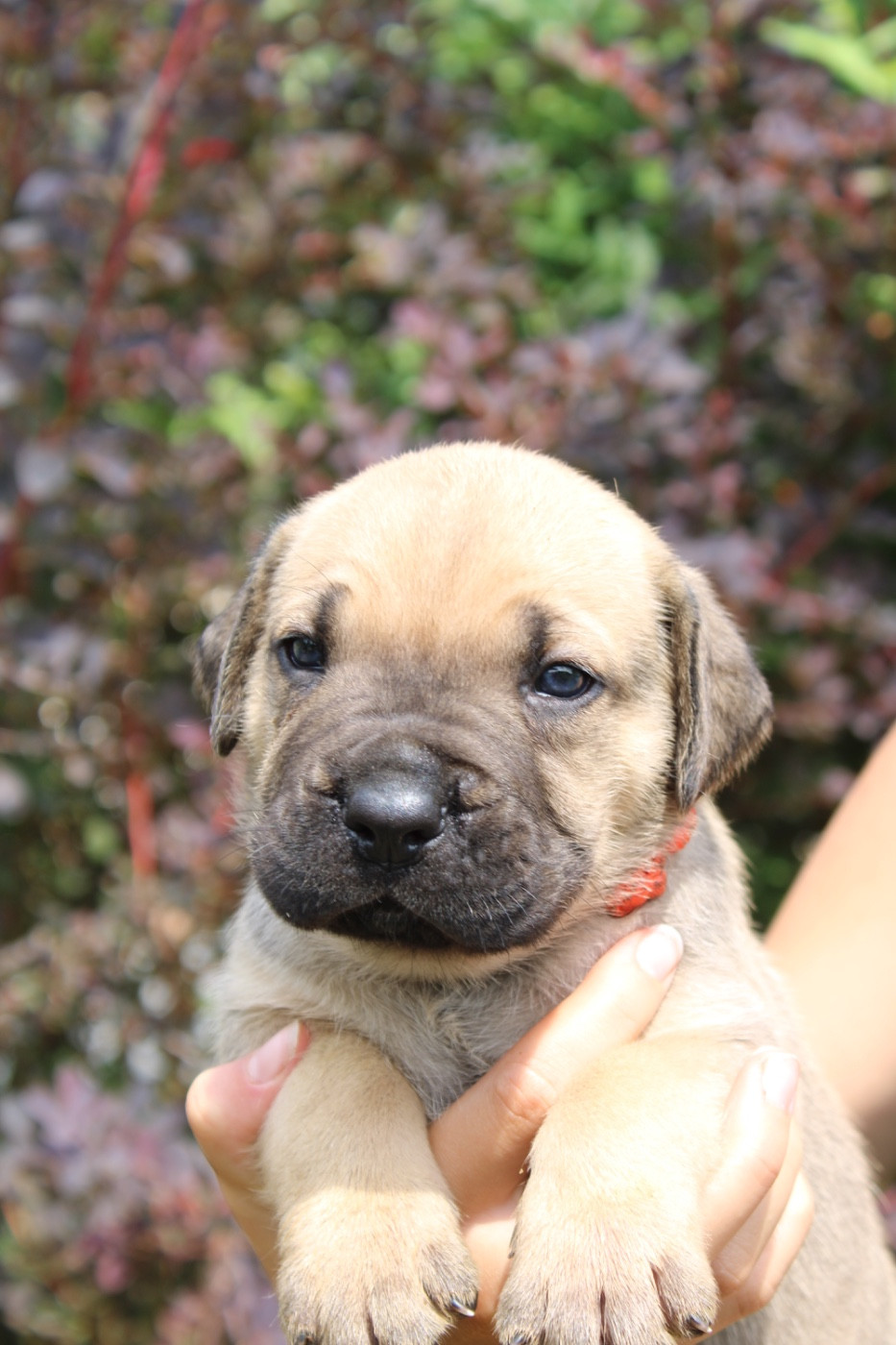 Du Domaine De La Voie Romaine - Chiots disponibles - Cane Corso