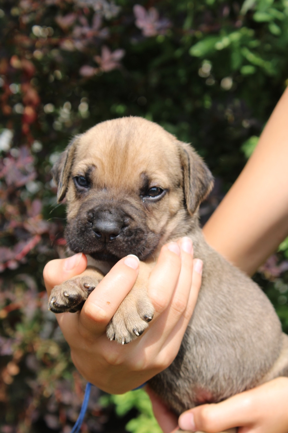 Du Domaine De La Voie Romaine - Chiots disponibles - Cane Corso