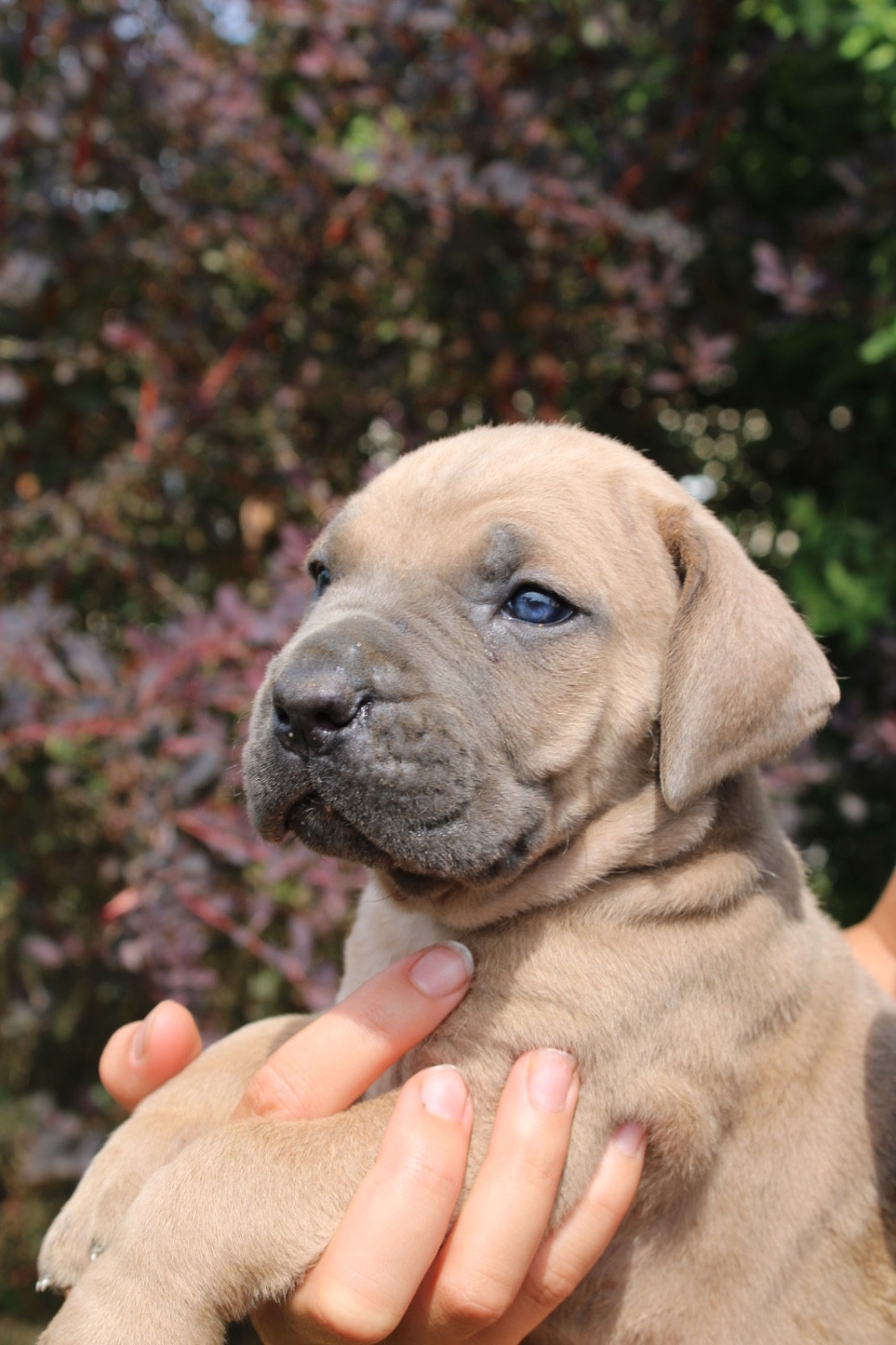 Du Domaine De La Voie Romaine - Chiots disponibles - Cane Corso