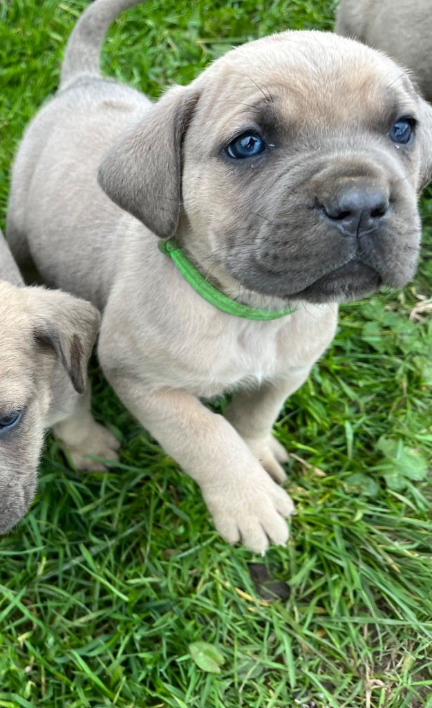 Du Domaine De La Voie Romaine - Chiots disponibles - Cane Corso