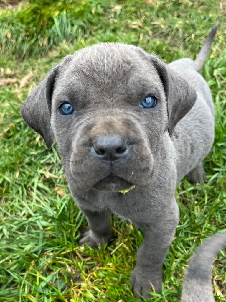 Du Domaine De La Voie Romaine - Chiots disponibles - Cane Corso