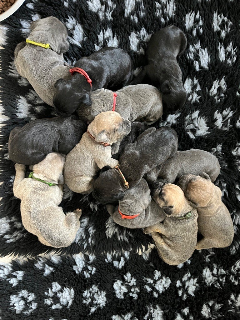 Chiot Cane Corso Du Domaine De La Voie Romaine