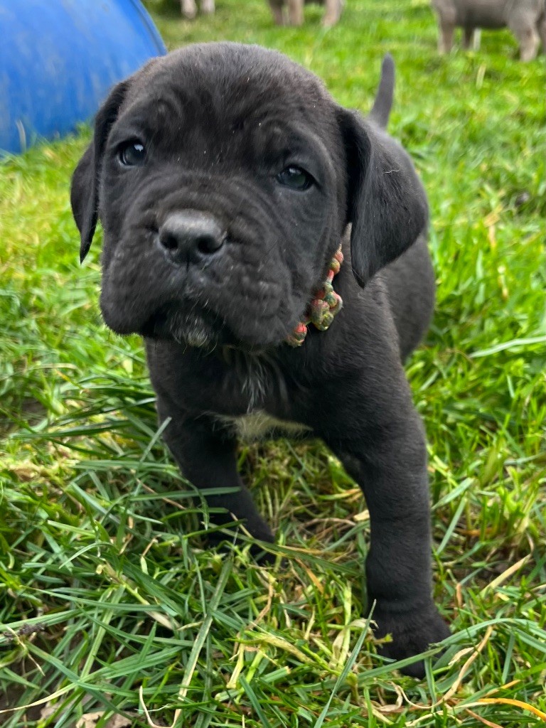 Du Domaine De La Voie Romaine - Chiots disponibles - Cane Corso