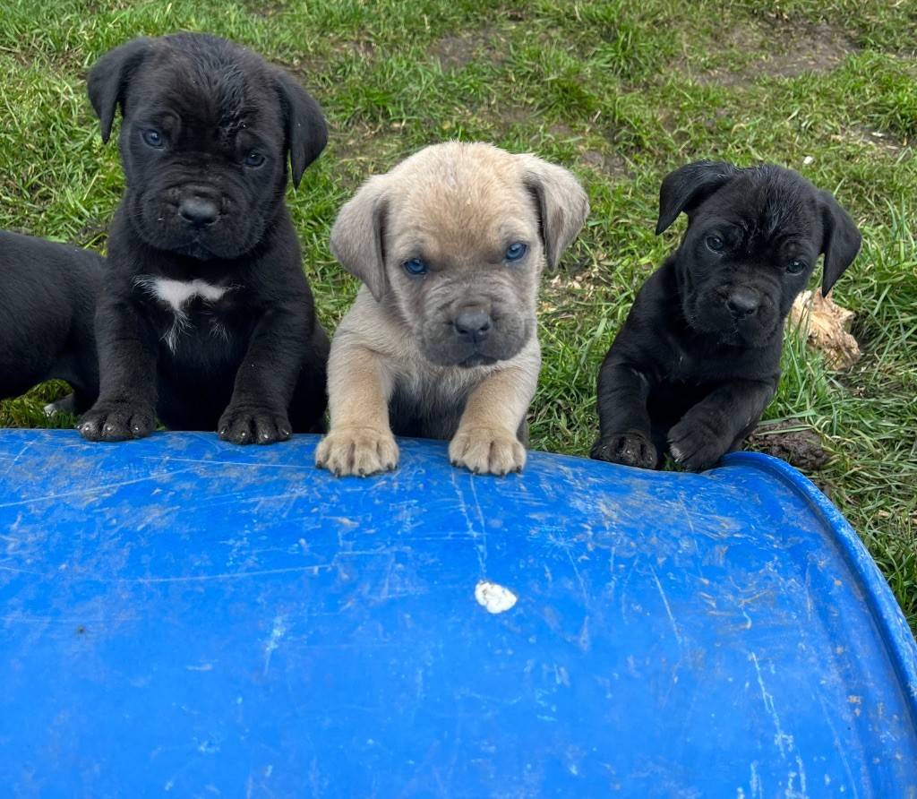 Du Domaine De La Voie Romaine - Chiots disponibles - Cane Corso