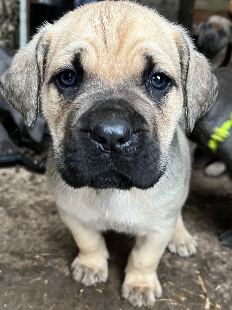 Du Domaine De La Voie Romaine - Chiots disponibles - Cane Corso