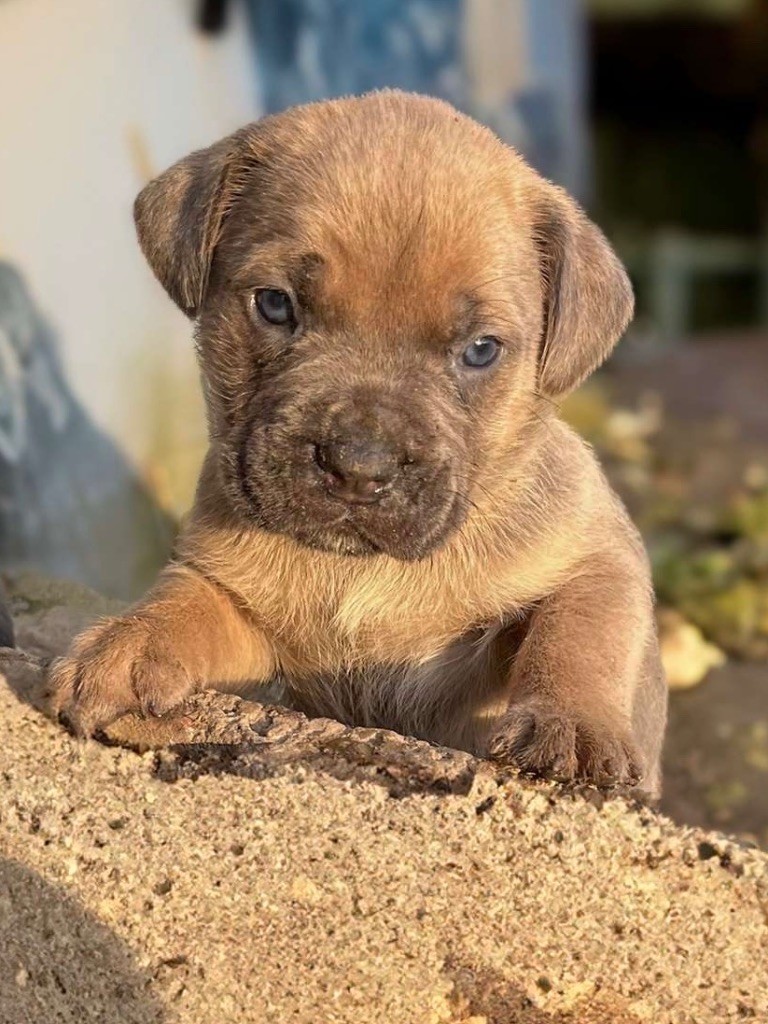 Du Domaine De La Voie Romaine - Chiots disponibles - Cane Corso